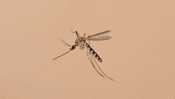 Ditch the Chemicals: 6 Natural Mosquito Repellents That Actually Work.